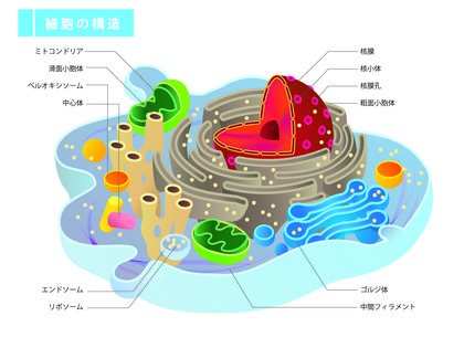 美容と健康のキーワードは『ミトコンドリア』